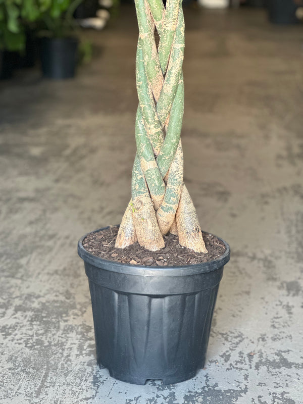 XL Money Tree