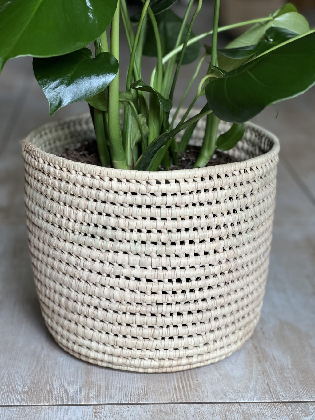 Large Monstera Deliciosa With Basket