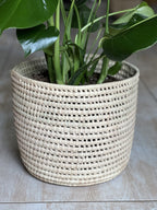 Large Monstera Deliciosa With Basket