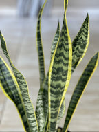 Variegated Snake Plant (M)