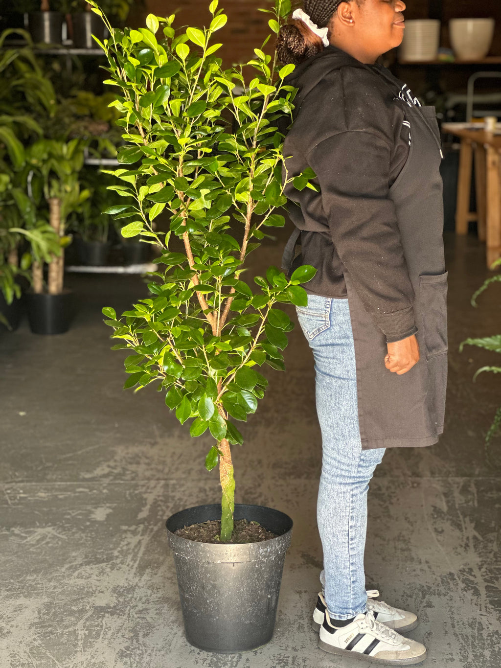 XL Ficus Moclame Lollipop