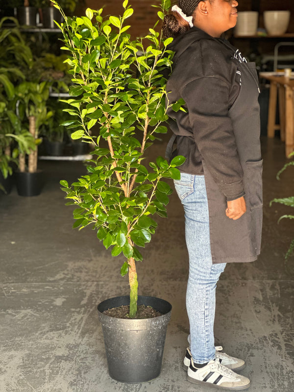 XL Ficus Moclame Lollipop