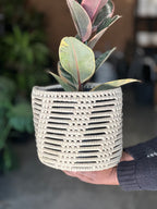 Medium Rubber Plant Ruby With Basket