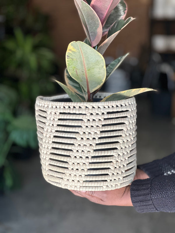 Medium Rubber Plant Ruby With Basket