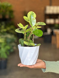 XS Peperomia USA With Decorative Pot