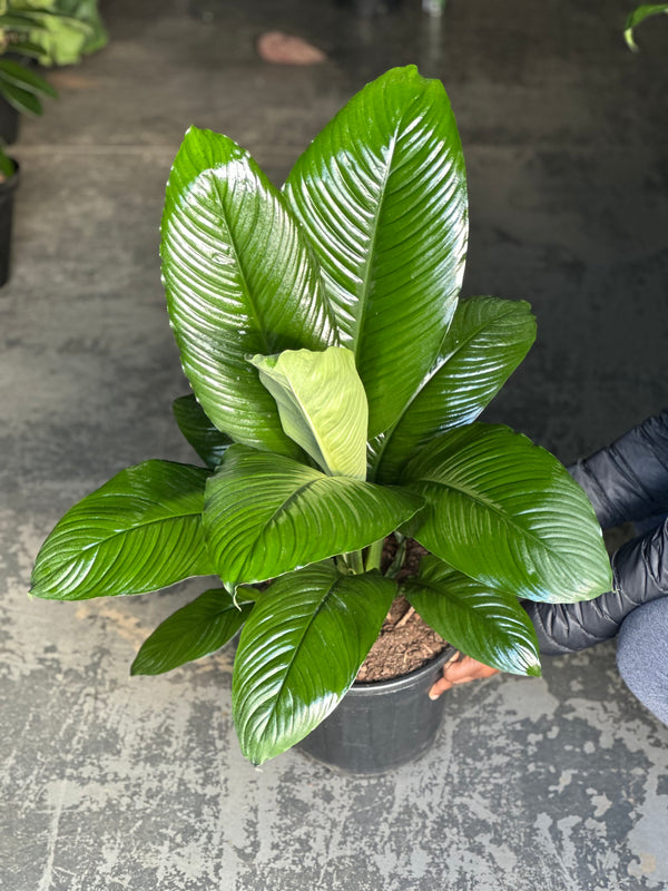 XL Spathiphyllum Sensation (Single stem)