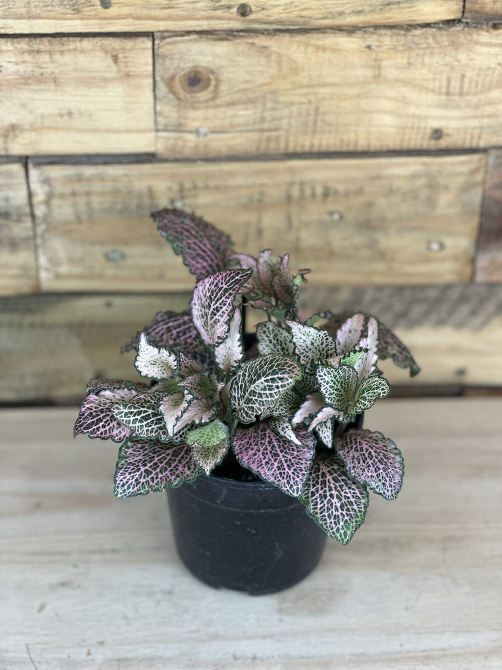 XS Pink Nerve Plant