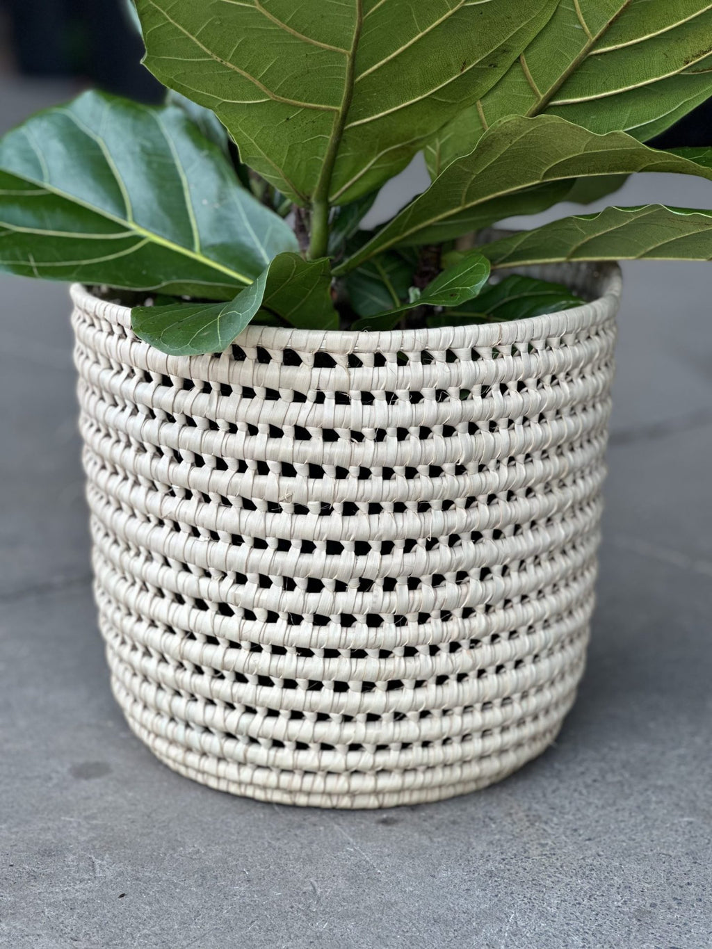 Large Fiddle Leaf Fig with Basket (3-stemmed)