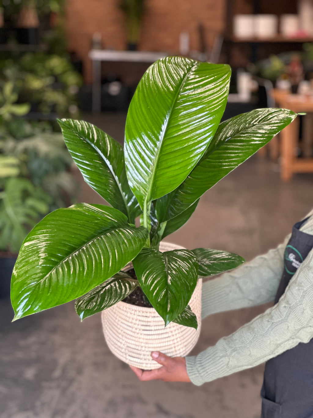 Medium Peace Lily Sensation With Basket