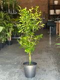XL Ficus Moclame Lollipop