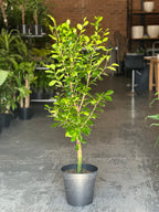 XL Ficus Moclame Lollipop