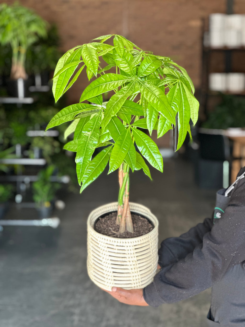 Medium Money Tree With a Basket