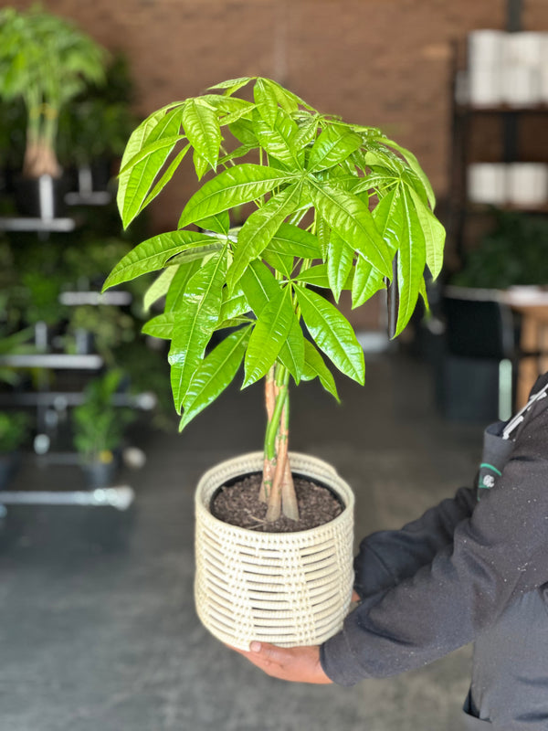 Medium Money Tree With a Basket