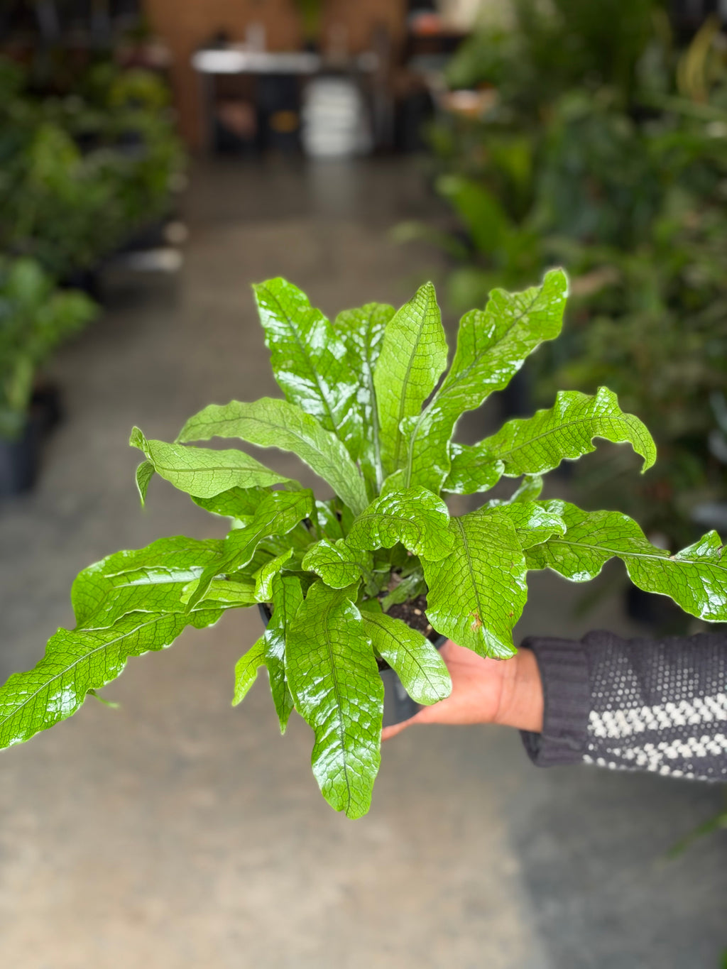 Small Crocodile Fern