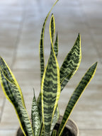 Variegated Snake Plant With Basket (M)