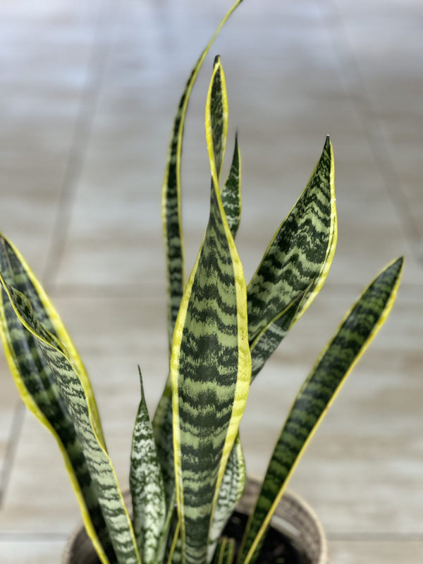 Variegated Snake Plant With Basket (M)