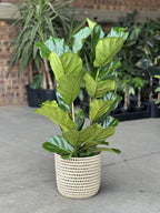 Large Fiddle Leaf Fig with Basket (3-stemmed)