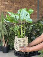 Medium Monstera Deliciosa With Basket