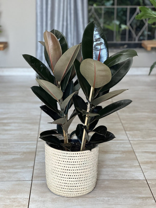 abidjan rubber tree Large Rubber Plant Abidjan With a Basket – Botanical Heaven