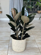 Large Rubber Plant Abidjan With a Basket