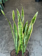 XL Snake Plant Laurentii