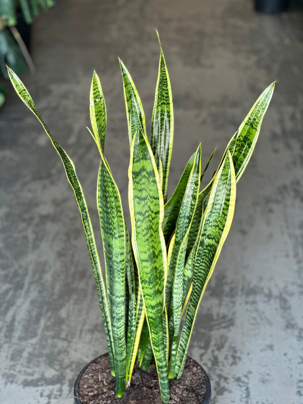 XL Snake Plant Laurentii