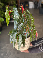 Medium Polka Dot Begonia With Basket