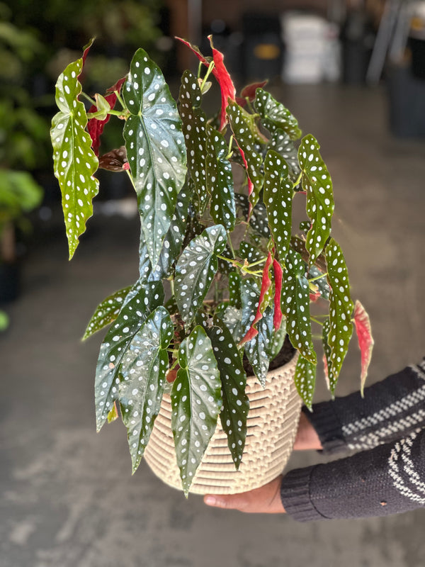 Medium Polka Dot Begonia With Basket