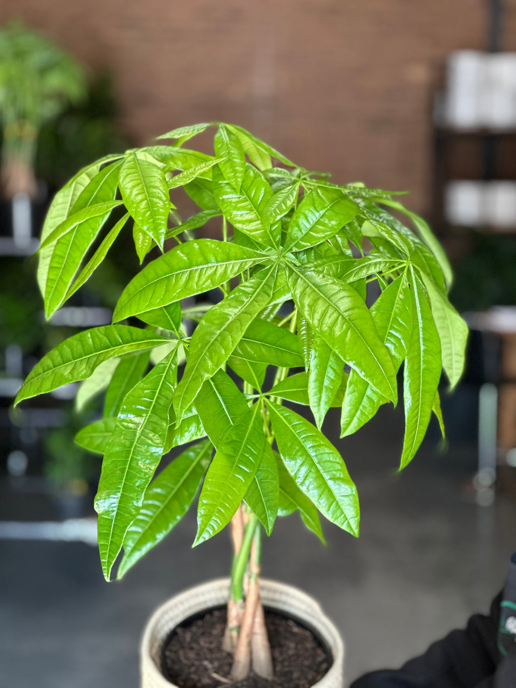 Medium Money Tree With a Basket