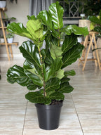 XL Fiddle Leaf Fig