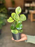 XS Peperomia USA