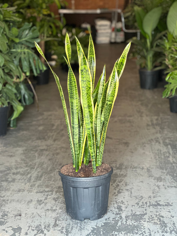 XL Snake Plant Laurentii