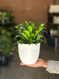 Small Dracaena Compacta With Decorative Pot