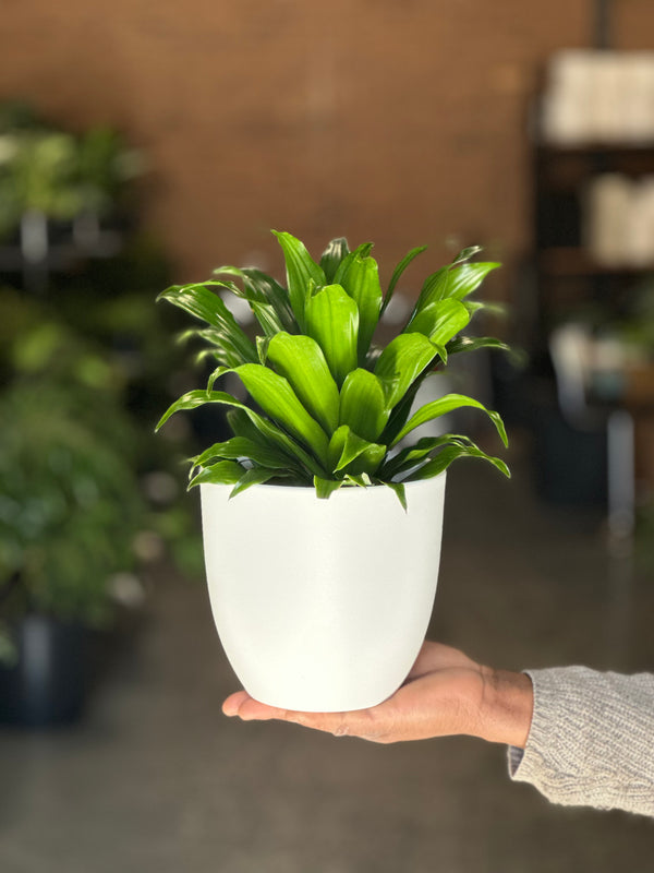Small Dracaena Compacta With Decorative Pot