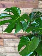 Large Monstera Deliciosa