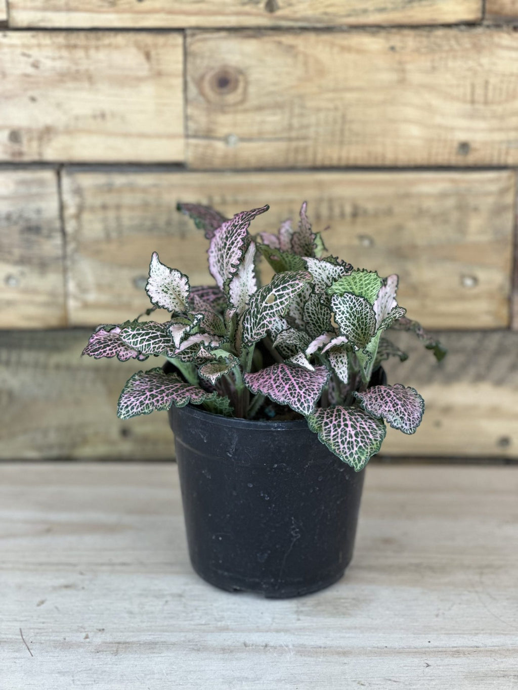 XS Pink Nerve Plant