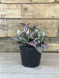 XS Pink Nerve Plant
