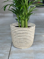 Large Bamboo Palm With Basket