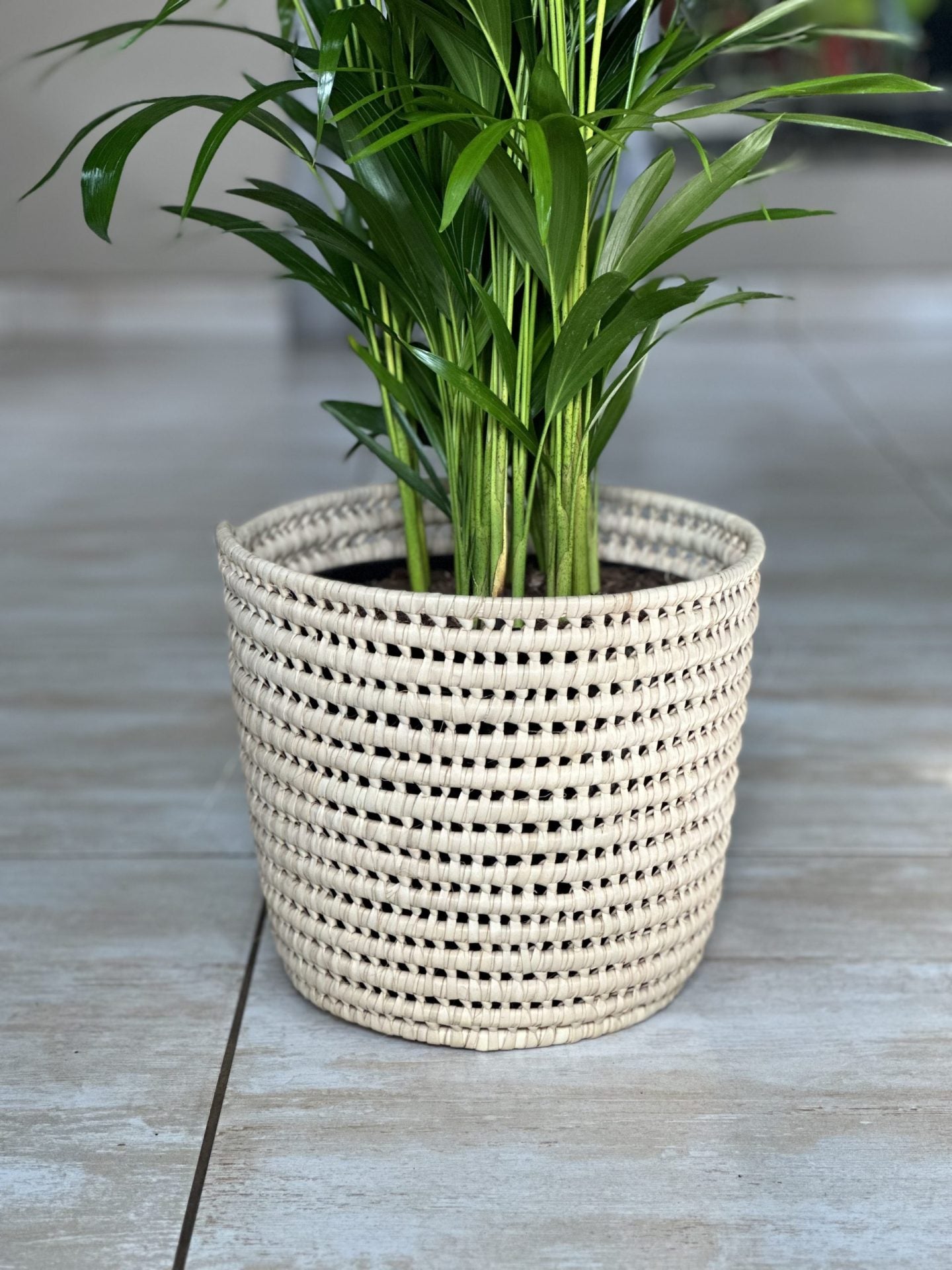 Large Bamboo Palm With Basket