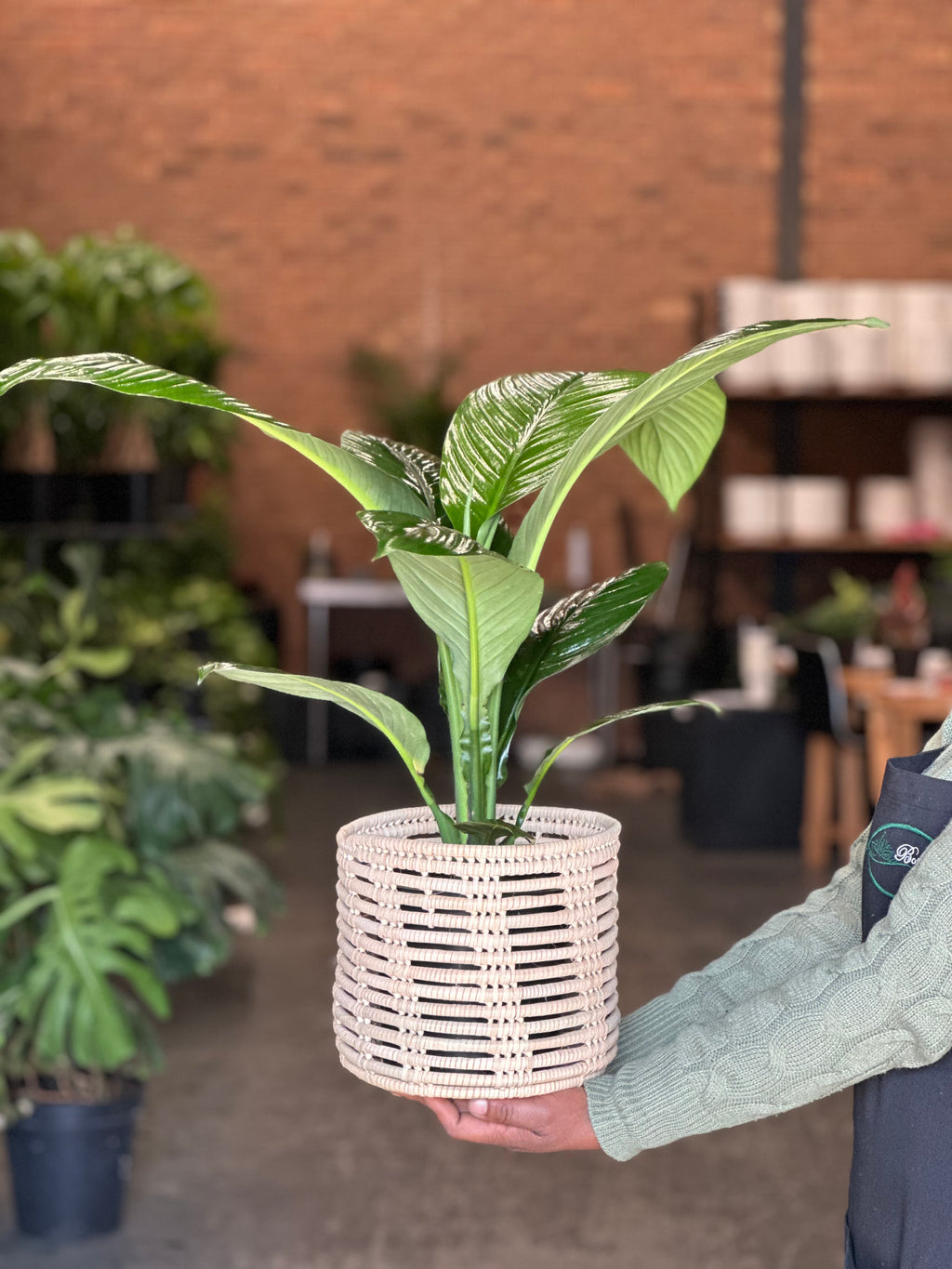 Medium Peace Lily Sensation With Basket