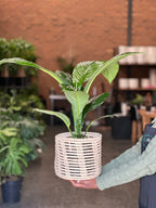 Medium Peace Lily Sensation With Basket