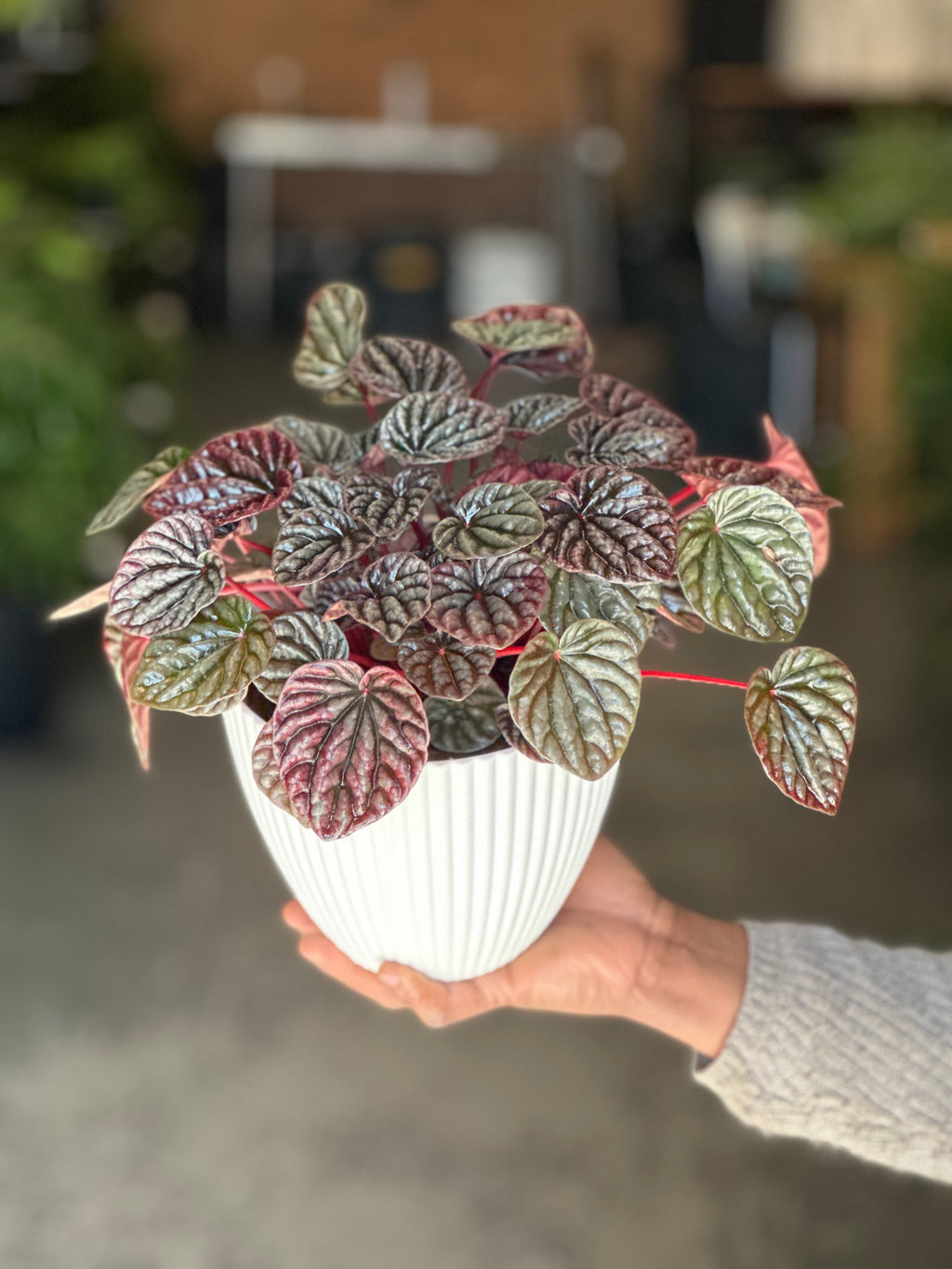 Small Red Ripple Peperomia With Decorative Pot