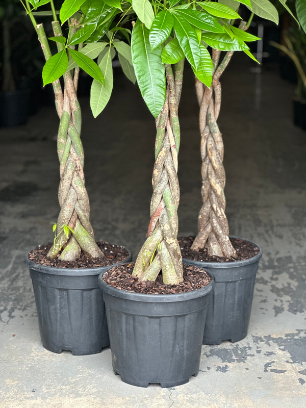 XL Money Tree