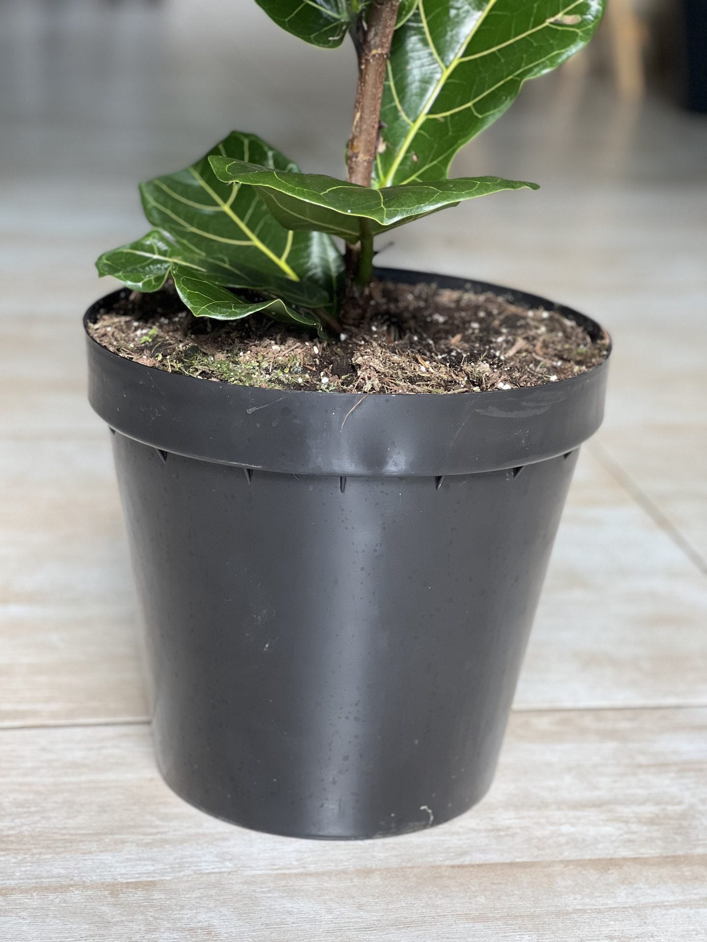 XL Fiddle Leaf Fig (single stem)