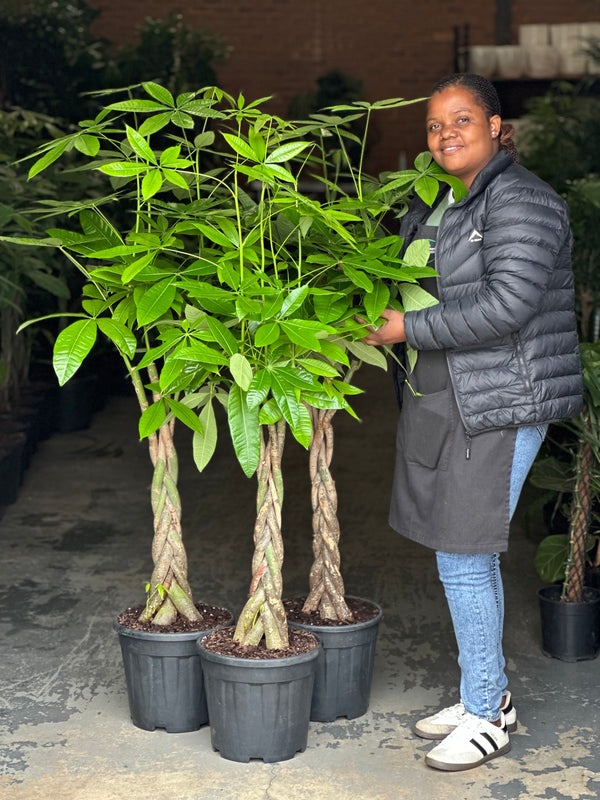 XL Money Tree