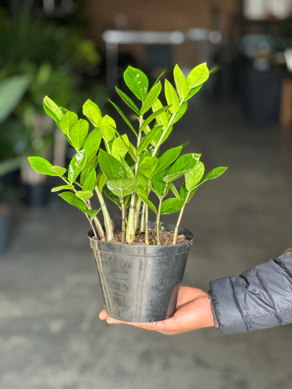 Small ZZ Plant