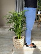 Large Bamboo Palm With Basket