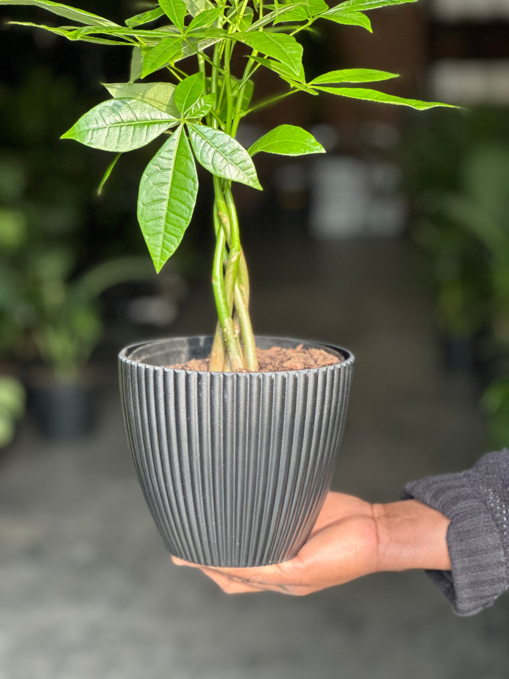 Small Money Tree With Decorative Pot