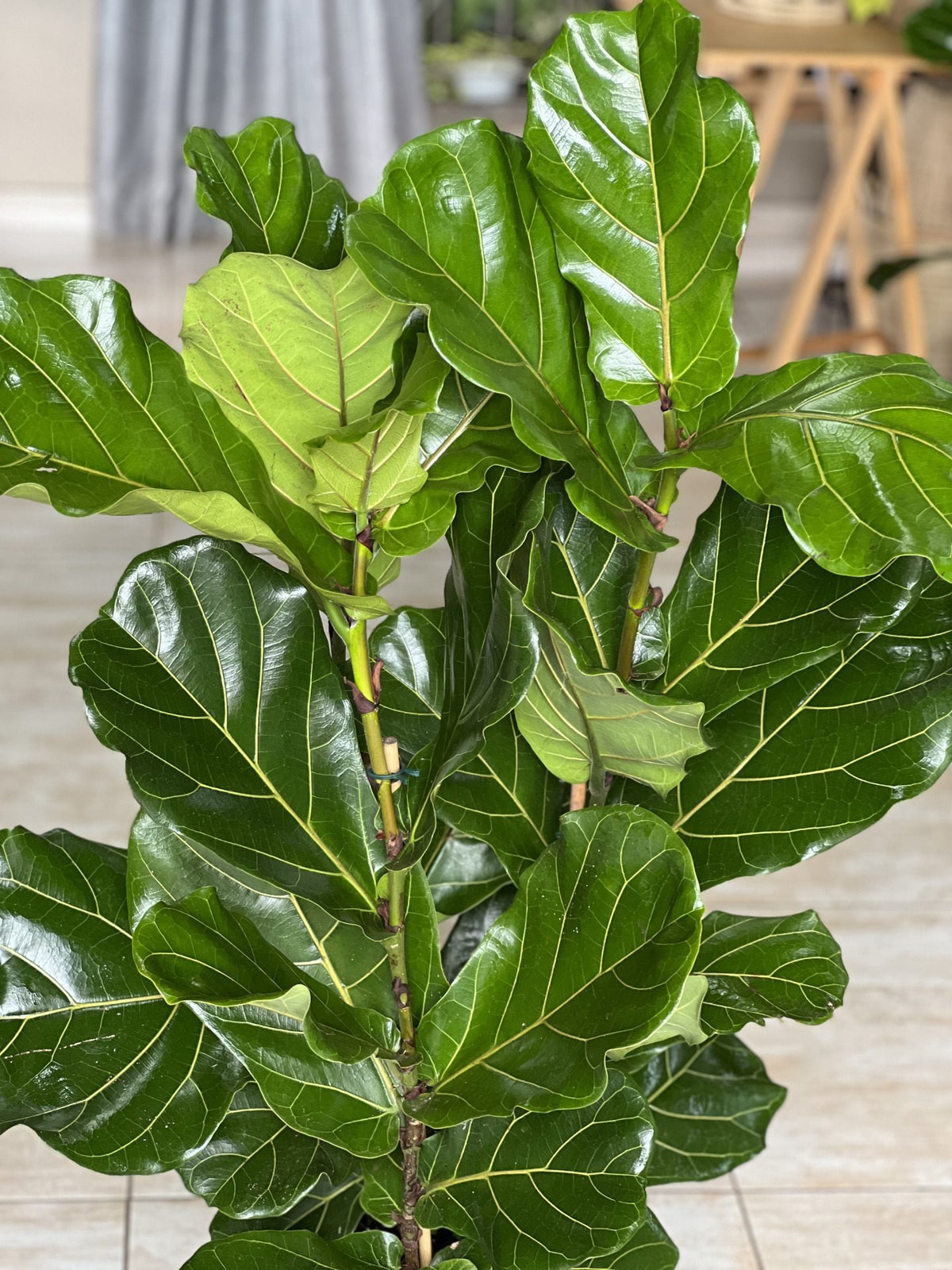 heart leaf philodendron moss pole XL Heart-Leaf Philodendron Moss Pole 1.2m – Botanical Heaven