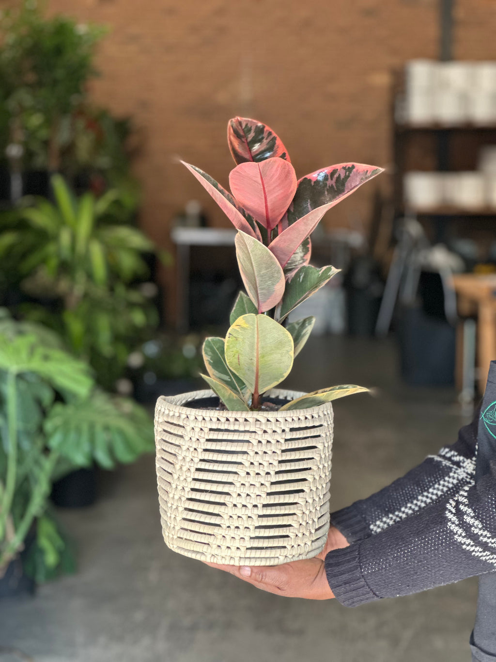 Medium Rubber Plant Ruby With Basket